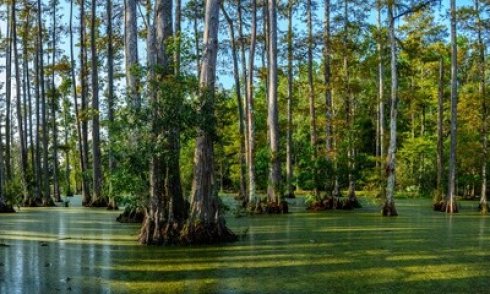 A Binding and Perpetual Obligation: Protecting Louisiana's Sixteenth Section Land as a Natural Resource